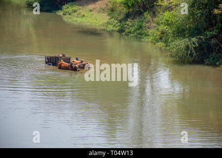 Zwei Zebu humped Vieh Holz- Wagen mit Rädern ziehen durch einen tiefen Fluss überquert. Stockfoto