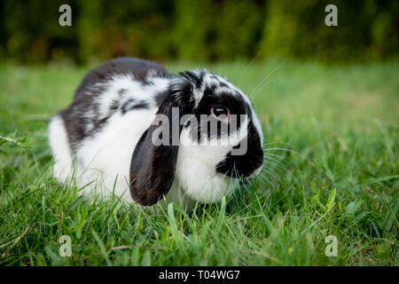Eine schwarze und weiße Lop eared inländischen Bunny rabbit Pet in einem Gras garten oder Feld. Mit Blick auf die Kamera Stockfoto