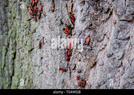 Rote und schwarze Insekten, Europäischen Brandstifter, beide Nymphen und Erwachsene, auf Baumstamm Rinde in Europa Stockfoto