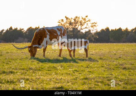 Longhorns für Mutter und Kalb in der Nähe von Dallas, Texas, im Frühling. Stockfoto