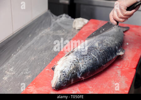 Küchenchef Carving ganze frischer norwegischer Lachs Fisch mit Messer auf rot Schneidebrett in der professionellen Küche des Restaurant, Vorbereitung Filet. Konzept c Stockfoto