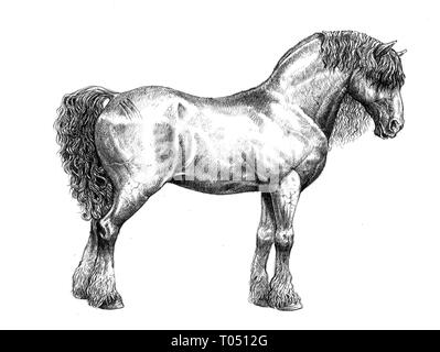 Draft Horse Zeichnung. Starke Pferde bleistift Abbildung. Stockfoto