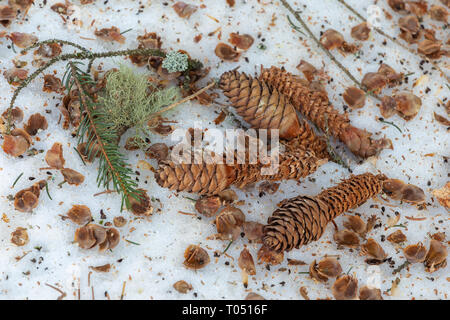 Picea abies Kegel. Fichte, Tannenzapfen, Flechten. Schnee. Stubaital. Österreichische Alpen. Europa. Stockfoto