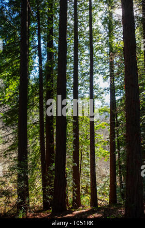 Geschützten natürlichen Raum. Sequoya (Sequoia sempervirens). Naturdenkmal von Sequoia Bäumen am Monte Cabezon. Cabezon de la Sal, Kantabrien. Spanien, Euro Stockfoto