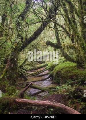 Detail Der verzauberte Wald in Carretera Austral, Bosque Encantado Chile Patagonien Stockfoto