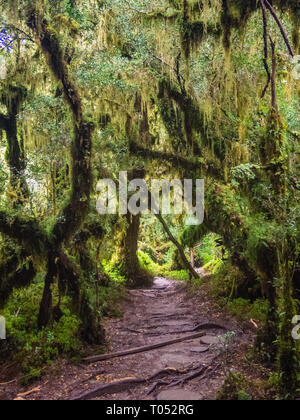 Detail Der verzauberte Wald in Carretera Austral, Bosque Encantado Chile Patagonien Stockfoto