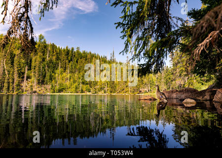 Prasily See im Nationalpark Sumava, Tschechische Republik. Stockfoto