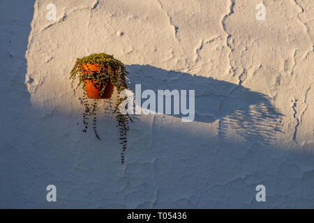 Blumentopf und Schatten bei Sonnenuntergang auf weiße Wand, weissen Dorf Mijas. Provinz Malaga an der Costa del Sol. Andalusien, Süd Spanien Europa Stockfoto