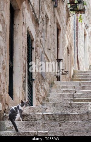 Eine graue und weiße Katze sitzt auf Treppenstufen in den Gassen der Altstadt von Dubrovnik, Kroatien Stockfoto