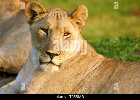 SA cheeta Lion und Sonnenuntergang Stockfoto