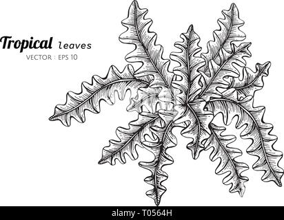 Tropische Blätter zeichnen Abbildung. für Muster, Logo, Template, Banner, Poster, Einladung und Grußkarte Design. Stock Vektor