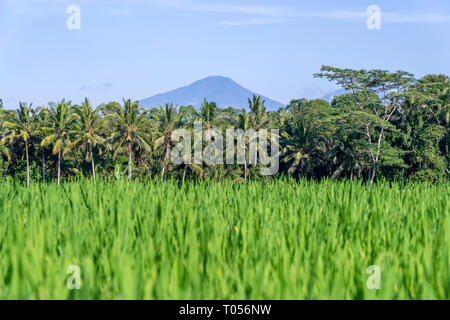 Landschaft mit grünen Reisfeldern, Palmen und Agung Vulkan bei sonnigen Tag in Insel Bali, Indonesien. Natur und Travel Concept Stockfoto