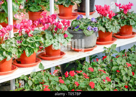 Anlage auf gebackene Tontopf im Haus Stockfoto