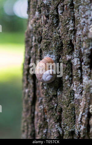 Große Traube Schnecke kriecht langsam bis zu dem Baum Stockfoto