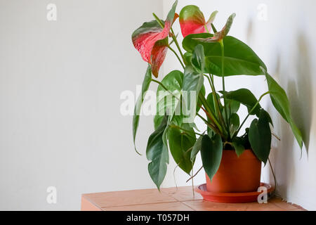 Anlage auf gebackene Tontopf im Haus Stockfoto