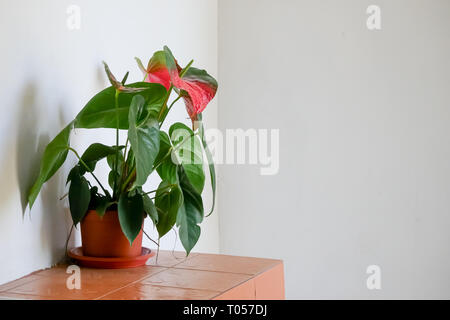 Anlage auf gebackene Tontopf im Haus Stockfoto