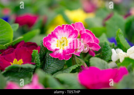 Mehrjährig primrose oder Primula. Stockfoto