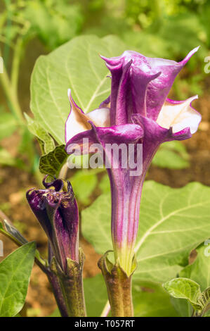 Lila "die Bösen Trompete 'Blume (oder Downy Thorn Apple, Hindu Stechapfel, Füllhorn). Lateinischer Name ist stechapfel Datura metel (Syn Alba), beheimatet in Indien. Stockfoto