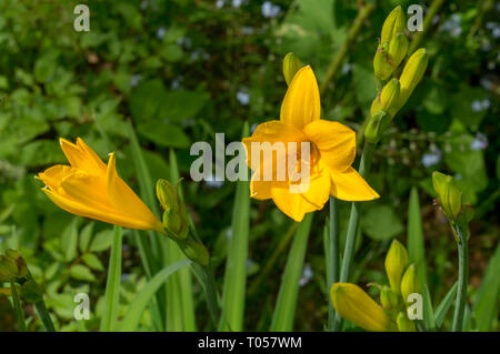 Gelb Tag Lily oder Hemerocallis. Stockfoto