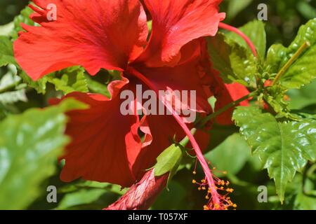 Hibiscus rosa-sinensis wissen auch, wie rose Mallow, China Rose und Hawaiian Hibiscus. Der malaysischen Regierung als nationale Blume auf Juli 1960. Stockfoto