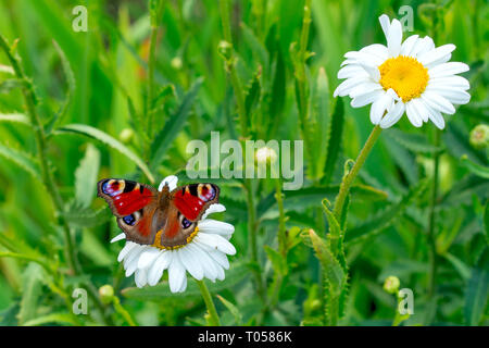 Die Europäische Tagpfauenauge sitzen auf dem weißen chamomilla Blüten. Hautnah, Makro. Stockfoto