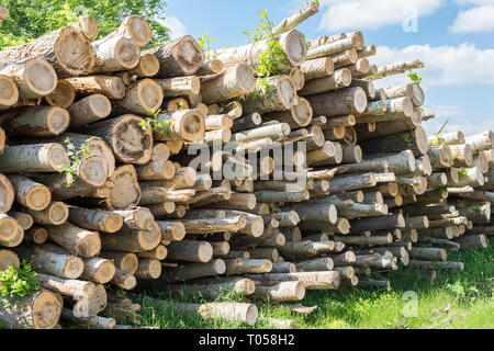 Gefällte Bäume liegen auf dem Rasen im Wald, Bäume Stockfoto