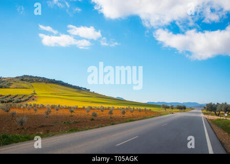 Straße nach Los Cortijos und Olivenhaine. Fuente el Fresno, Ciudad Real Provinz, Castilla La Mancha, Spanien. Stockfoto