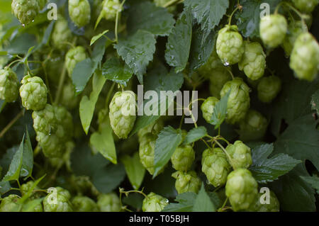 Grüne frische Hopfendolden für die Herstellung von Bier und Brot im Sommer zu Hopfen Feld Stockfoto