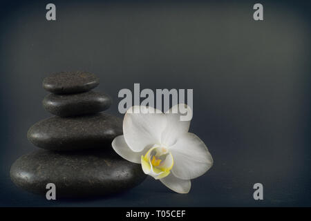 Weiße Orchidee und schwarze Steine auf einem dunklen Hintergrund. Stockfoto