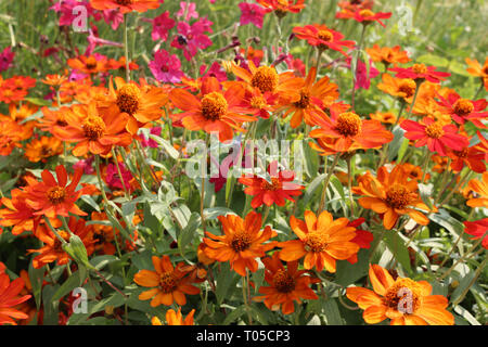 Ein Blumenbeet mit orange Zinnien und rosa Petunien in voller Blüte in Colorado, USA Stockfoto
