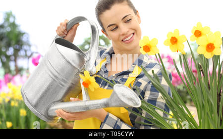 Lächelnde Frau Blumen gießen im Garten mit der Gießkanne auf Narzissen, Frühling blühende Konzept Stockfoto