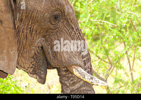 Elefant-Profil Stockfoto