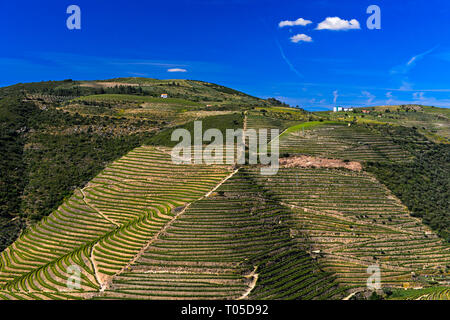 Weinberge in der Region Alto Douro Wein Port in der Nähe von Pinhao, Douro-tal, Portugal Stockfoto