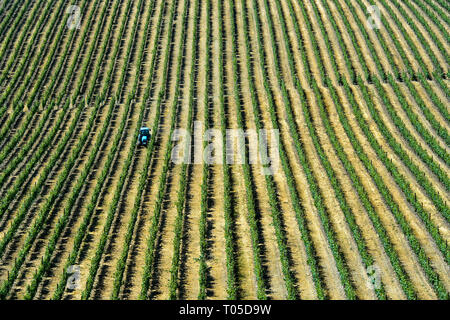 Mechanisierte Feldforschungen auf einer Plantage mit vertikalen Rebzeilen über die anbautechnik Vinha ao Alto, Sao Joao de Pesqueira, Douro, Portugal Stockfoto