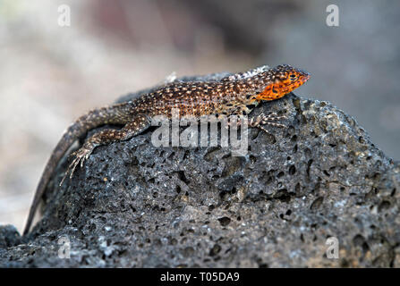 Weibliche Lava Lizard ((Microlophus albemarlensis), die Insel Isabela, Galapagos, Ecuador Stockfoto