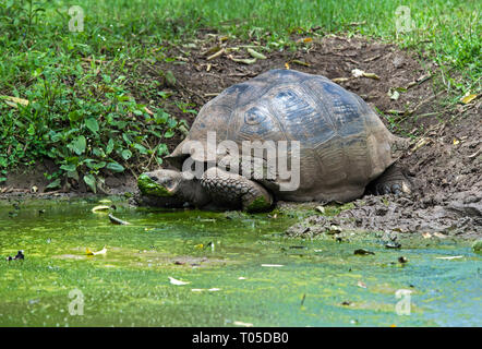 Galapagos Riesenschildkröte (Chelonoidis nigra ssp) Trinkwasser in einem Teich, Isla Santa Cruz, Galapagos, Ecuador Stockfoto