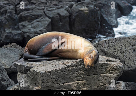 Galapagos Seelöwe (Zalophus wollebaeki), schlafen auf Lavagestein, Ohr Dichtungen Familie (Otariidae), Insel Floreana, Galapagos, Ecuador Stockfoto