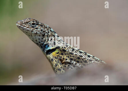 Männliche, Lava Lizard ((Microlophus grayii), eine endemische Arten auf der Insel Floreana, Galapagos, Ecuador Stockfoto