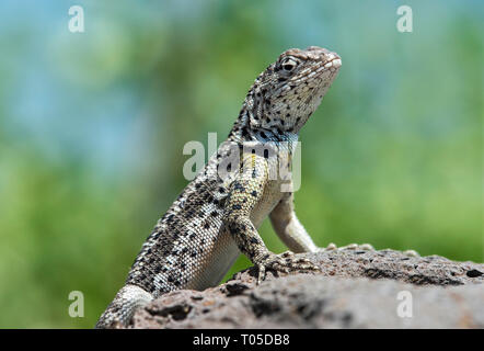 Männliche, Lava Lizard ((Microlophus grayii), eine endemische Arten auf der Insel Floreana, Galapagos, Ecuador Stockfoto