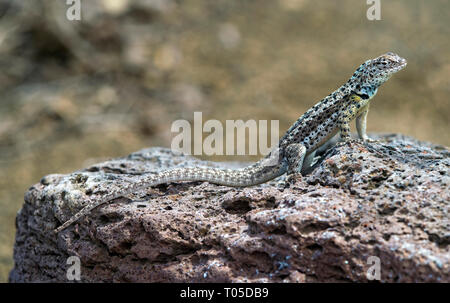 Männliche, Lava Lizard ((Microlophus grayii), eine endemische Arten auf der Insel Floreana, Galapagos, Ecuador Stockfoto