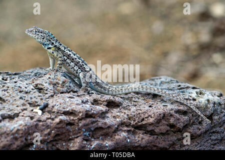 Männliche, Lava Lizard ((Microlophus grayii), Insel Floreana, Galapagos, Ecuador Stockfoto