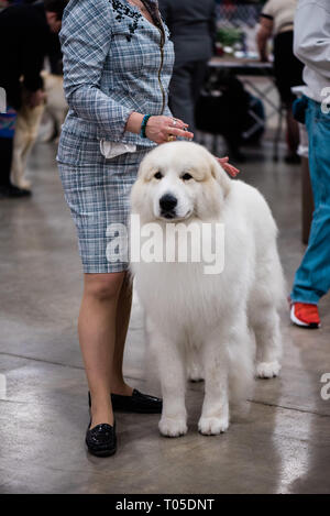 Deutsche Dogge Stockfoto