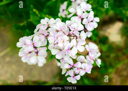 Nahaufnahme auf Violett Hesperis matronalis gilliflower Stockfoto