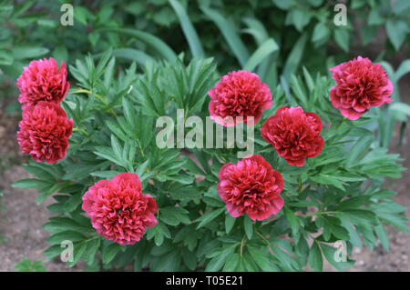Gruppe von frischen roten Pfingstrosen im Garten im Sommer. Nahaufnahme der schöne rote Pfingstrose. Stockfoto