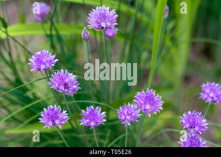 Blühende violette Zwiebel Pflanze im Garten. Blume dekorative Zwiebel. Nahaufnahme der violette Zwiebeln Blumen auf Sommer Feld.. Violett allium Blume (allium Gigan Stockfoto