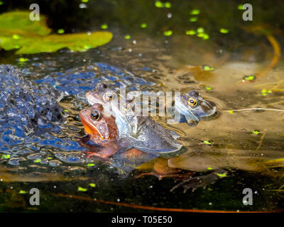 Paarung Grasfrosch Rana temporaria'' in einem Garten Teich an einem sonnigen Frühlingstag Stockfoto