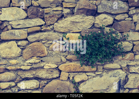 Bestimmte Ansicht einer Anlage im alten Steinmauer geboren, in der Ortschaft Borgo Cervo in Ligurien Italien. Als eine kraftvolle Hintergrund der Natur nützlich Stockfoto