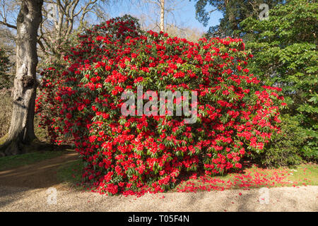 Rhododendron bush (Arboretum X haematodes 'Choremia Turm Hof") in bunten Blüten oder blüht im März in einem Englischen Garten, Großbritannien Stockfoto