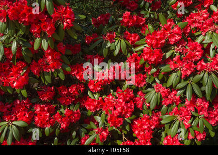 Rhododendron bush (Arboretum X haematodes 'Choremia Turm Hof") in bunten Blüten oder blüht im März in einem Englischen Garten, Großbritannien Stockfoto