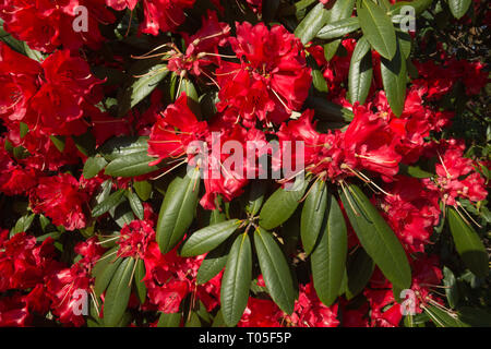 Rhododendron bush (Arboretum X haematodes 'Choremia Turm Hof") in bunten Blüten oder blüht im März in einem Englischen Garten, Großbritannien Stockfoto